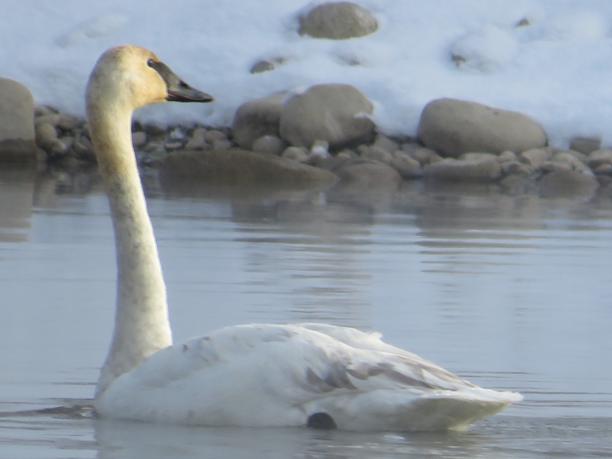 trompetsvane - ML645959693