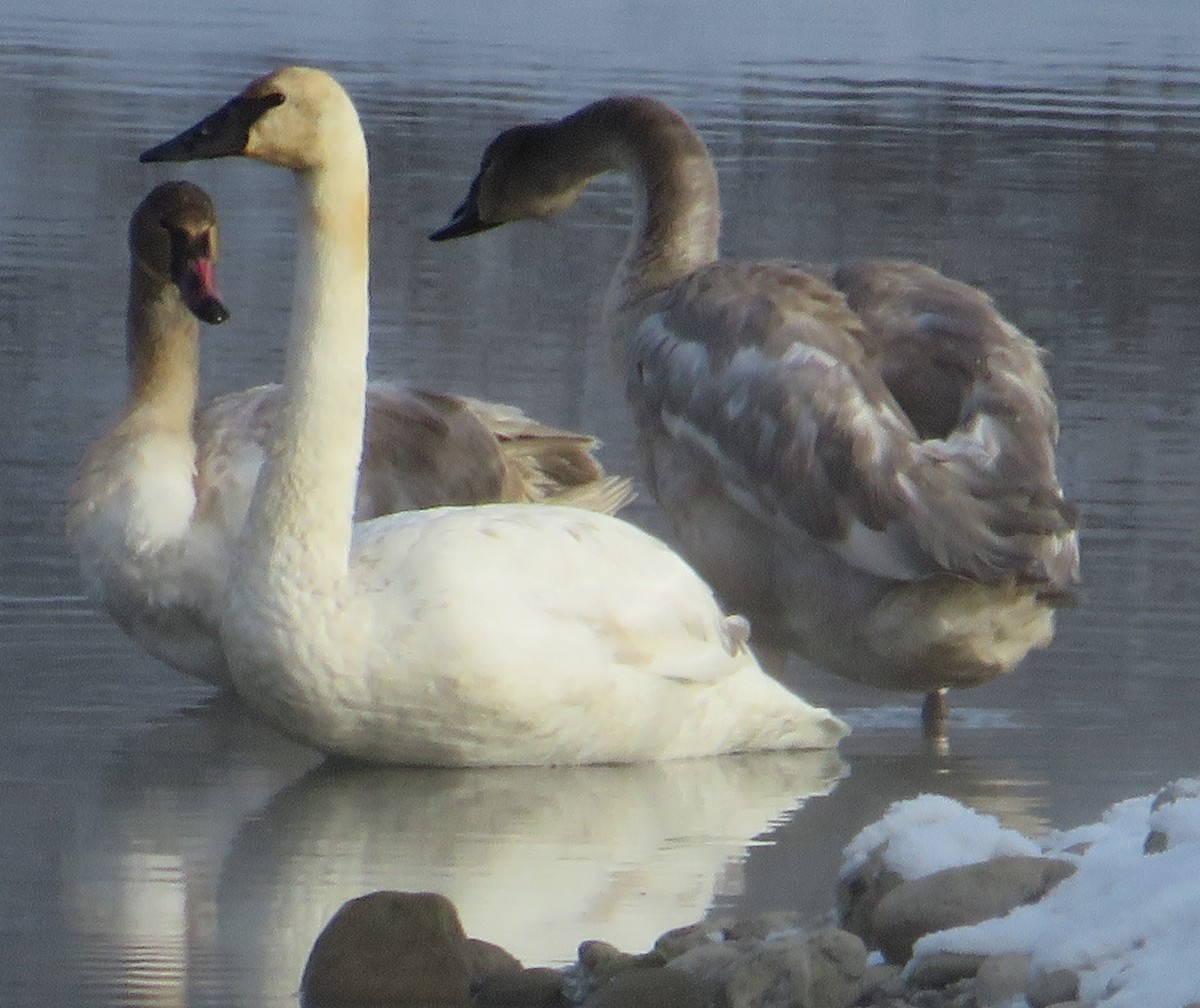 trompetsvane - ML645959694