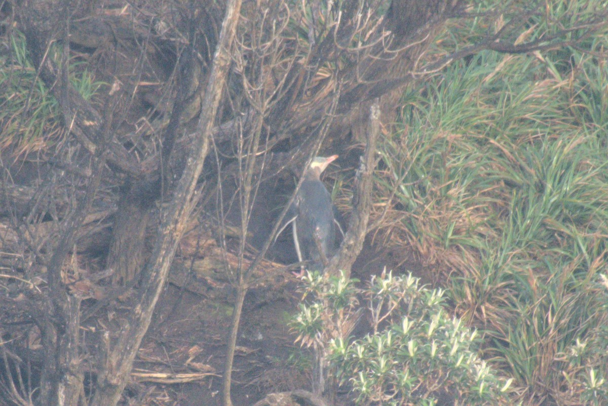 guløyepingvin - ML645959695