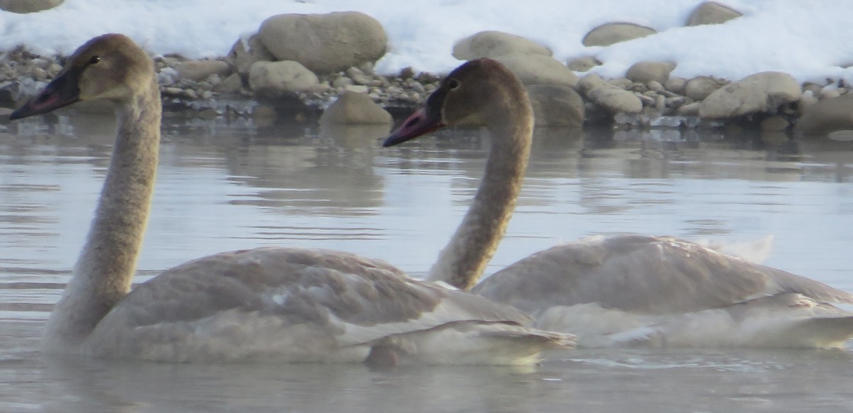 labuť trubač - ML645959696