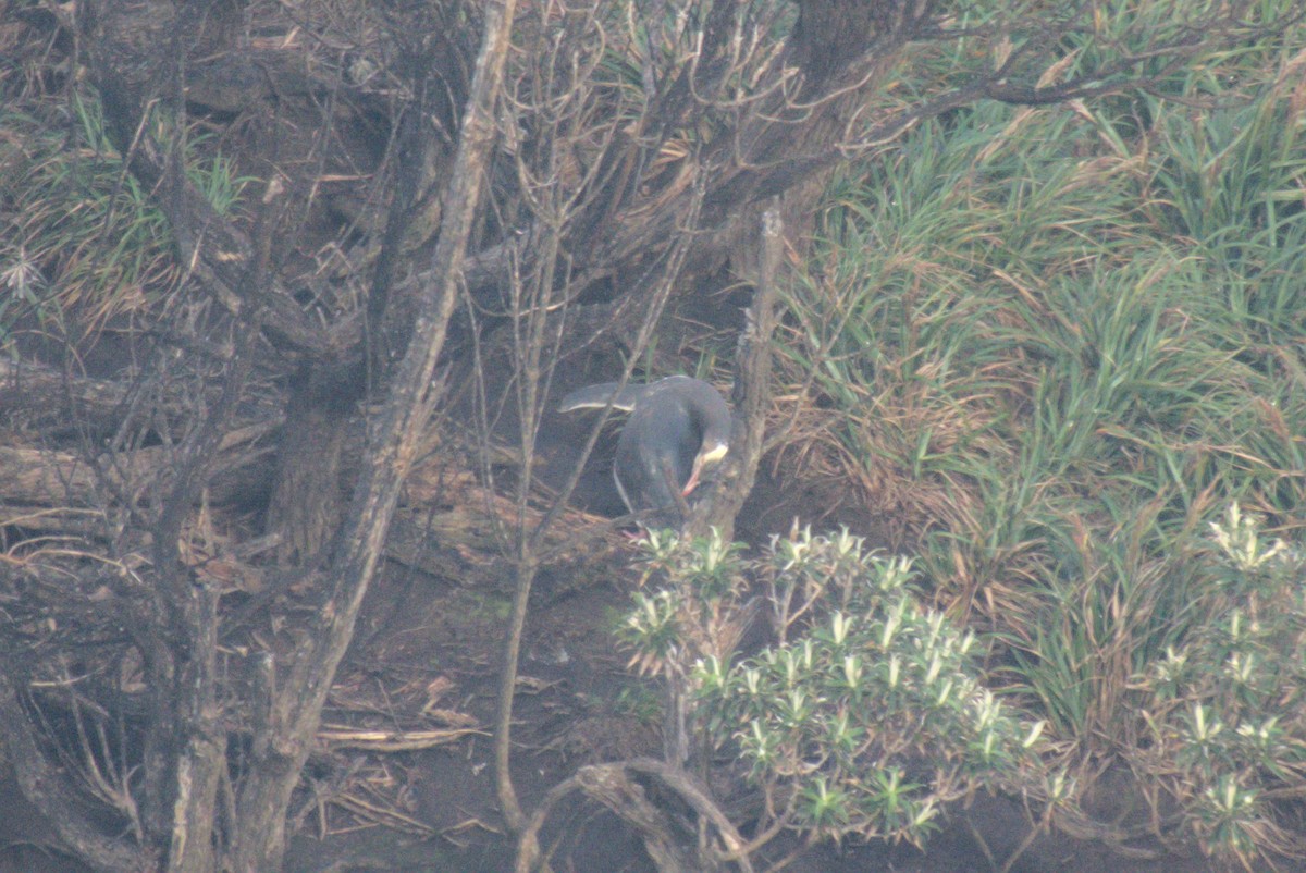 guløyepingvin - ML645959697