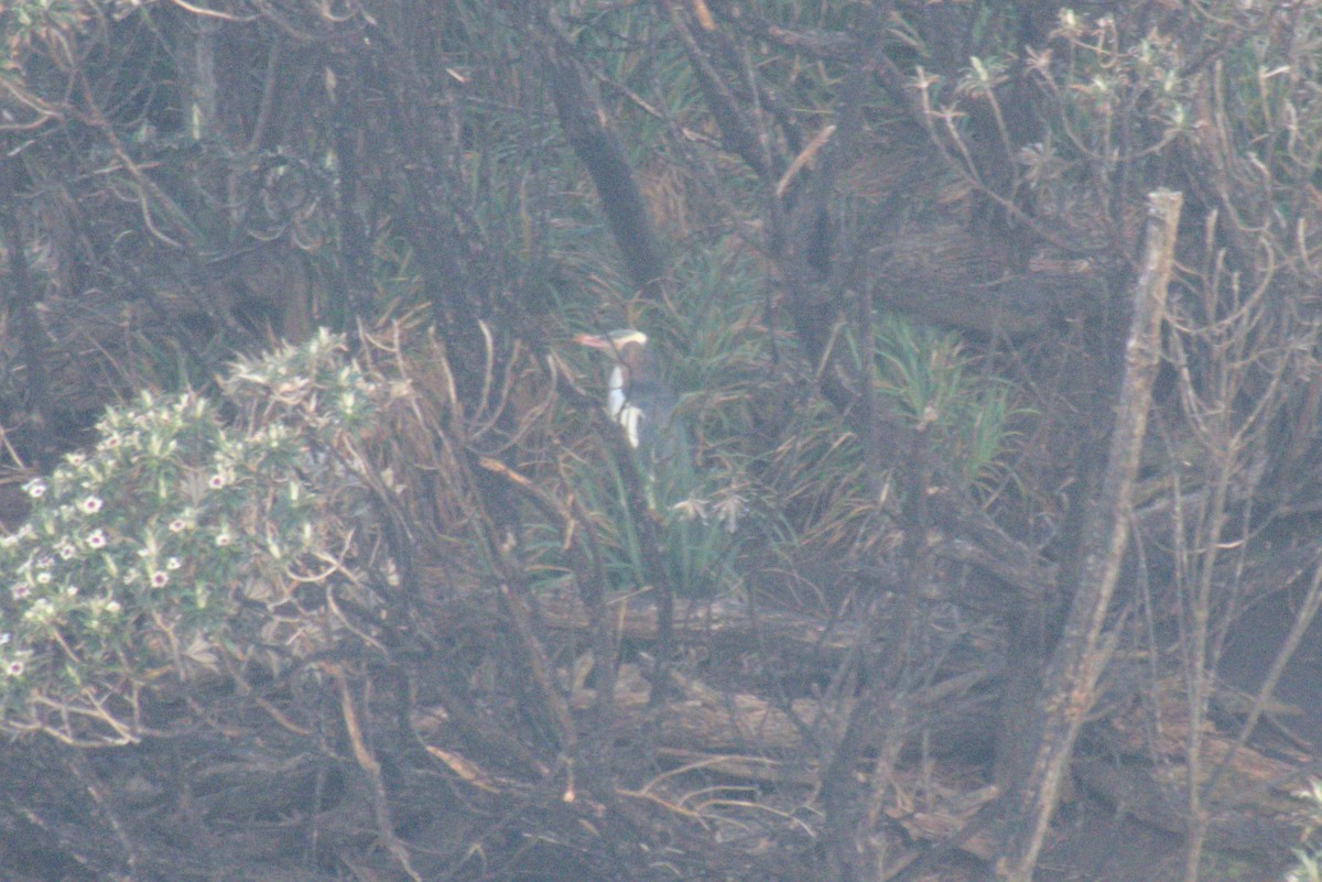 guløyepingvin - ML645959698