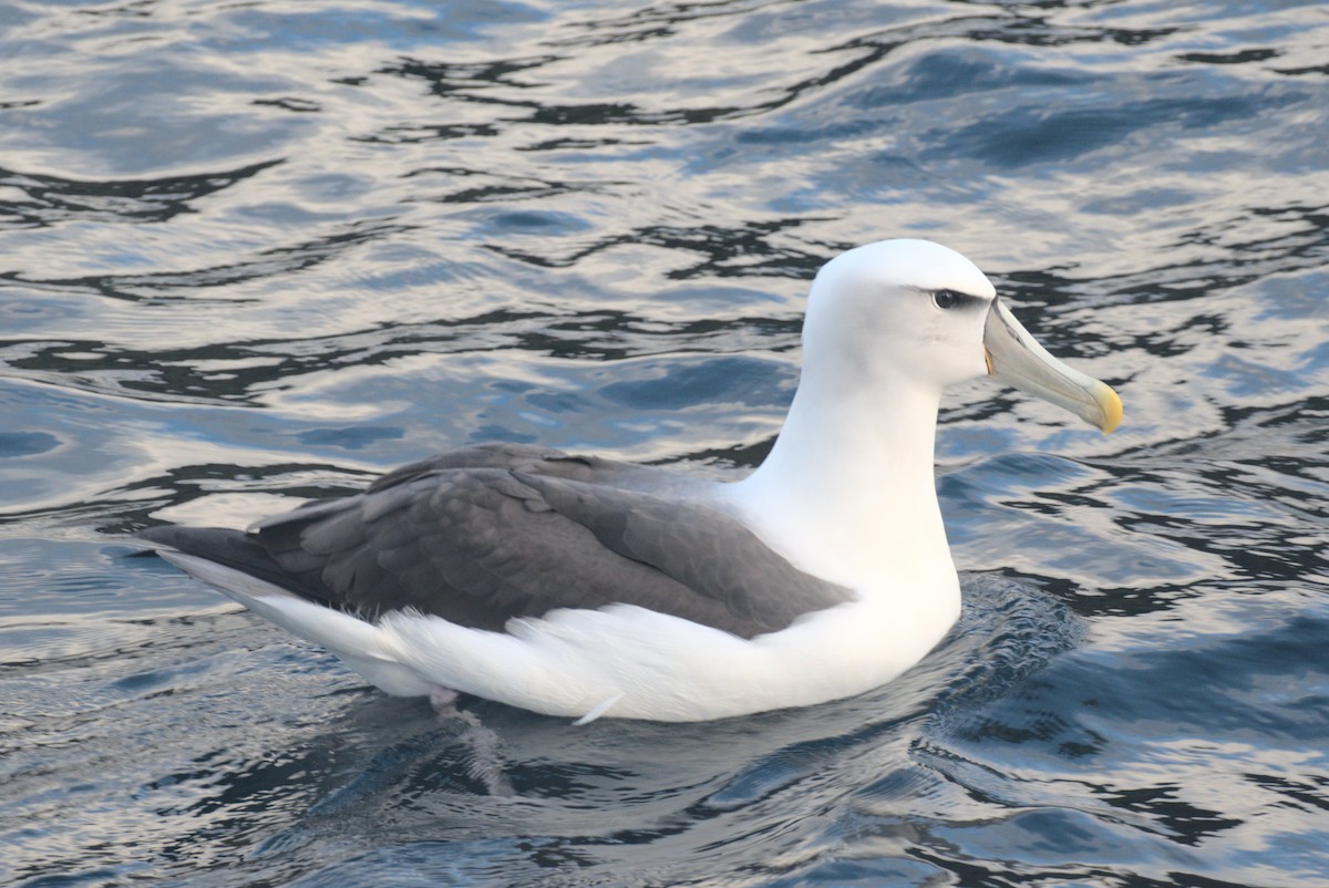 svartflekkalbatross - ML645959700