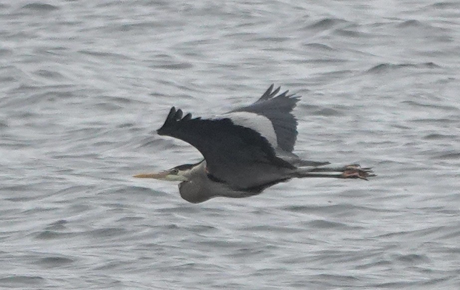 herodiashegre (herodias gr.) - ML645959701