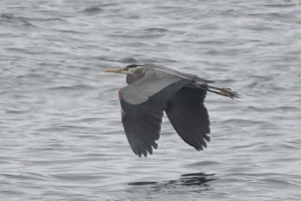 herodiashegre (herodias gr.) - ML645959702