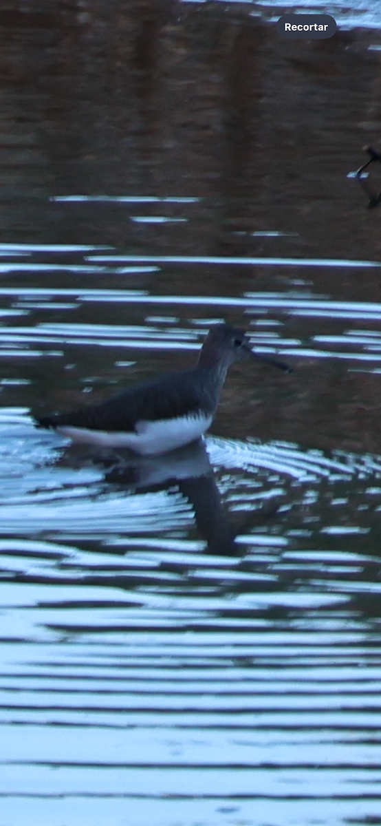 skogsnipe - ML645959703