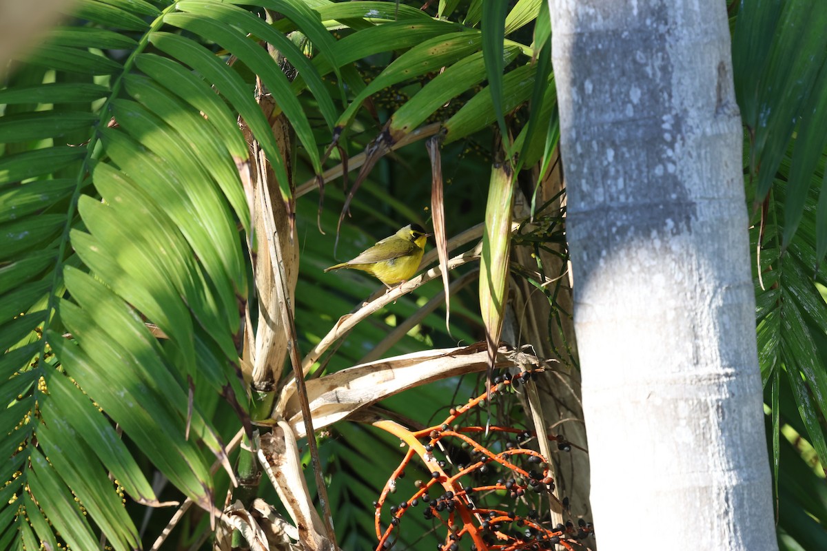 kentuckyparula - ML645959704