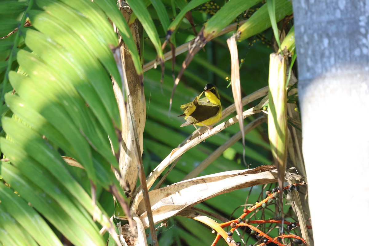 kentuckyparula - ML645959705