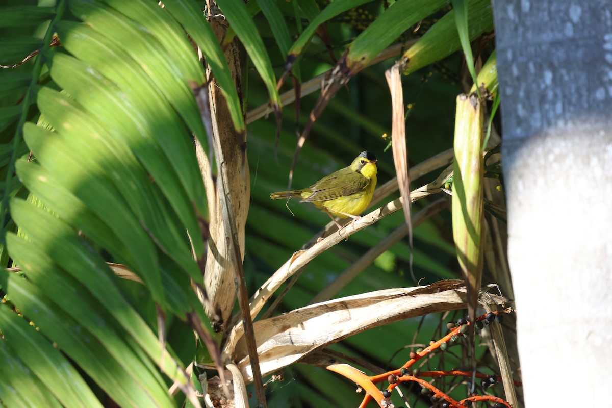 kentuckyparula - ML645959706