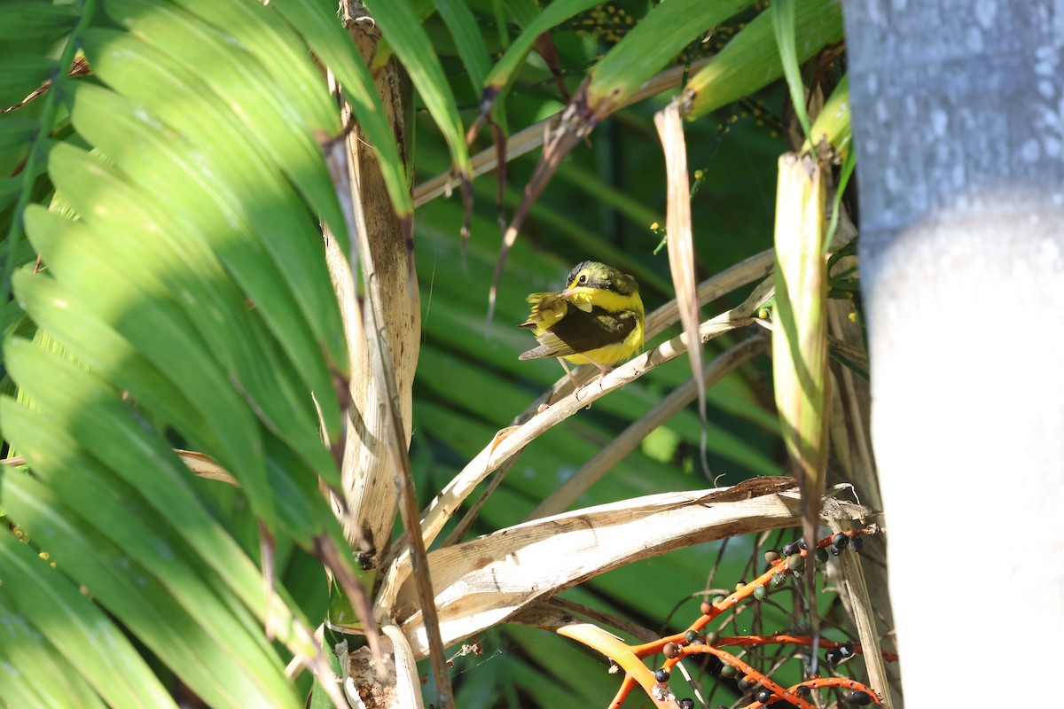 kentuckyparula - ML645959707