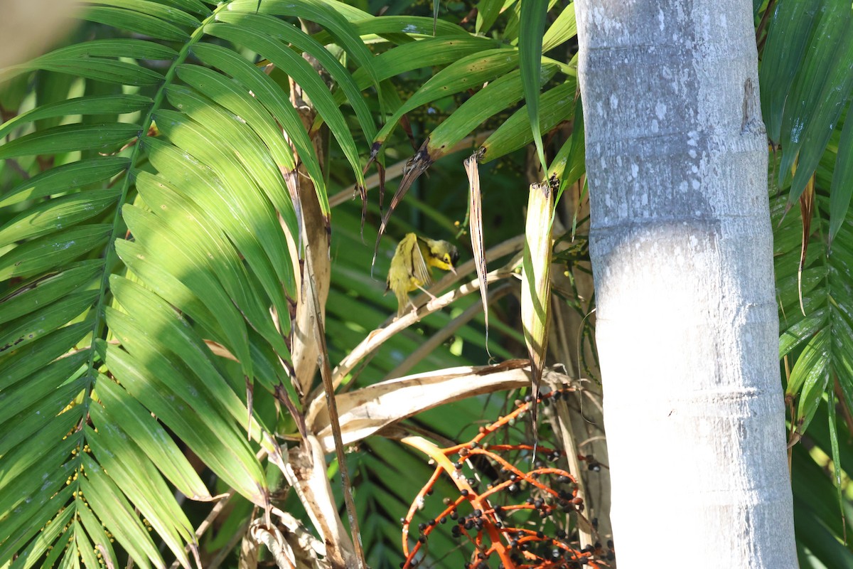 kentuckyparula - ML645959708