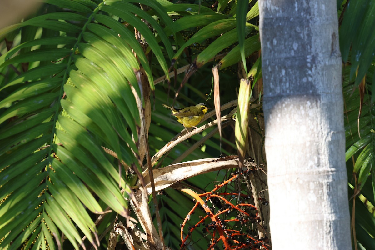 kentuckyparula - ML645959709