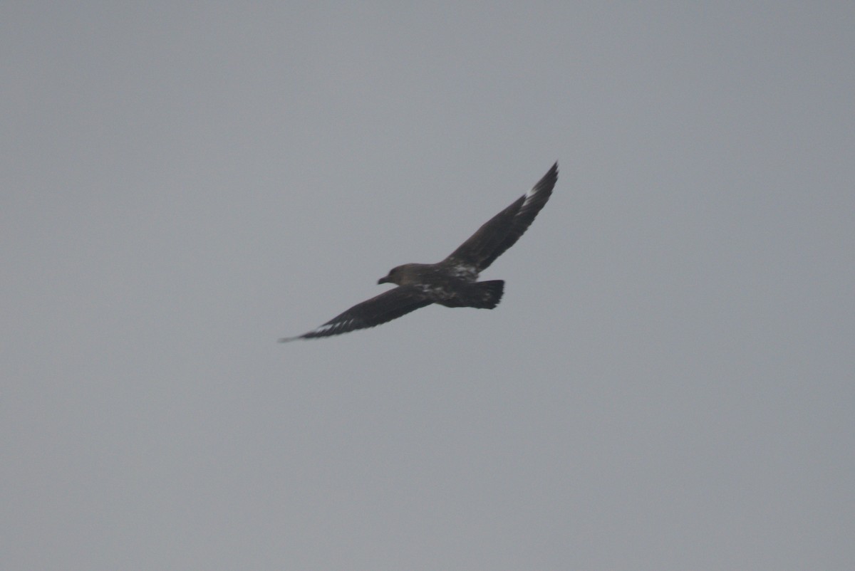 sørhavsjo - ML645959710