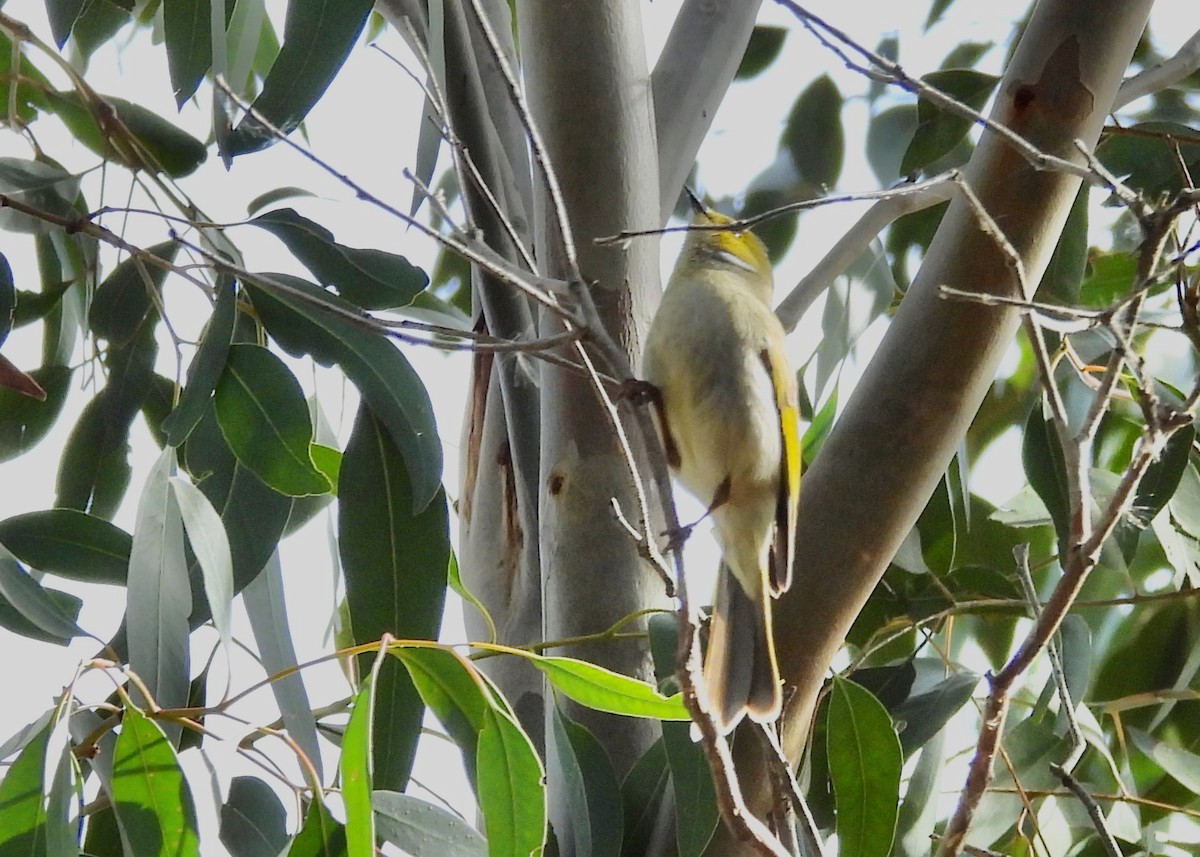 hvitsmykkehonningeter - ML645959711