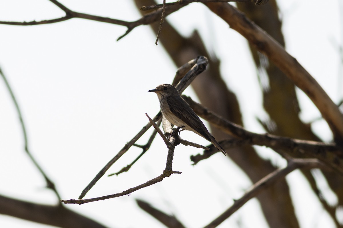 gråfluesnapper - ML645959712