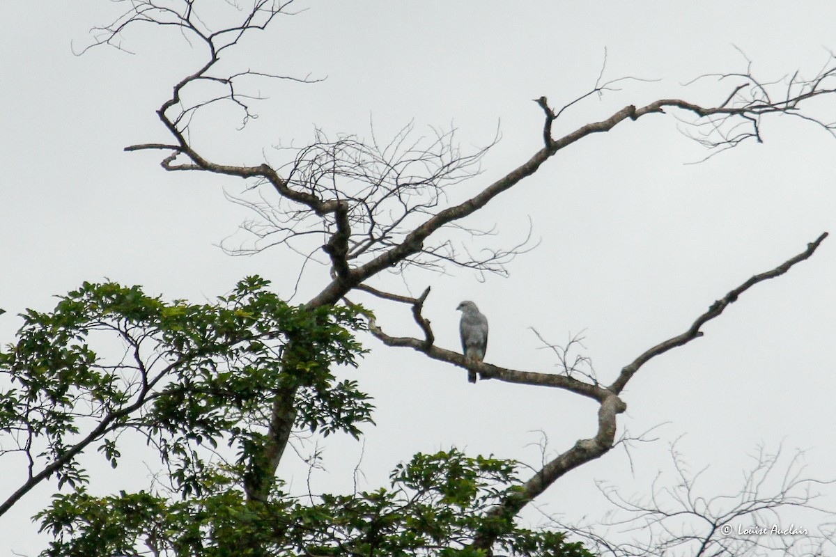 sørgråvåk - ML645959713