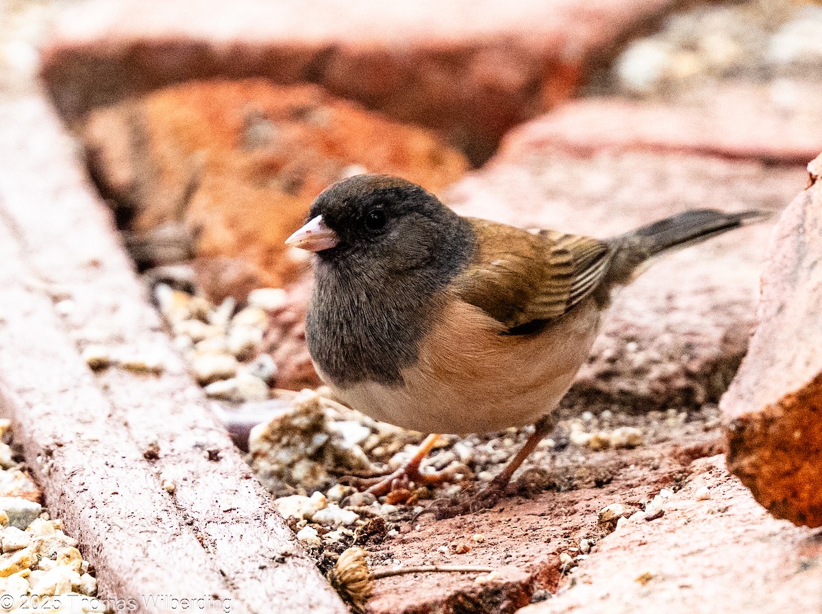 vinterjunko - ML645959714