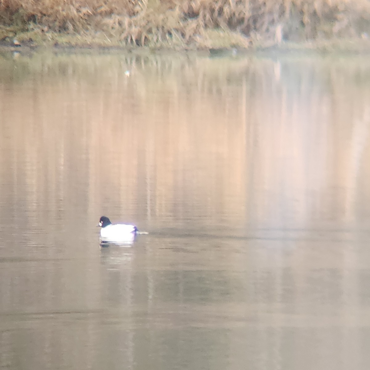 kvinand - ML645959715