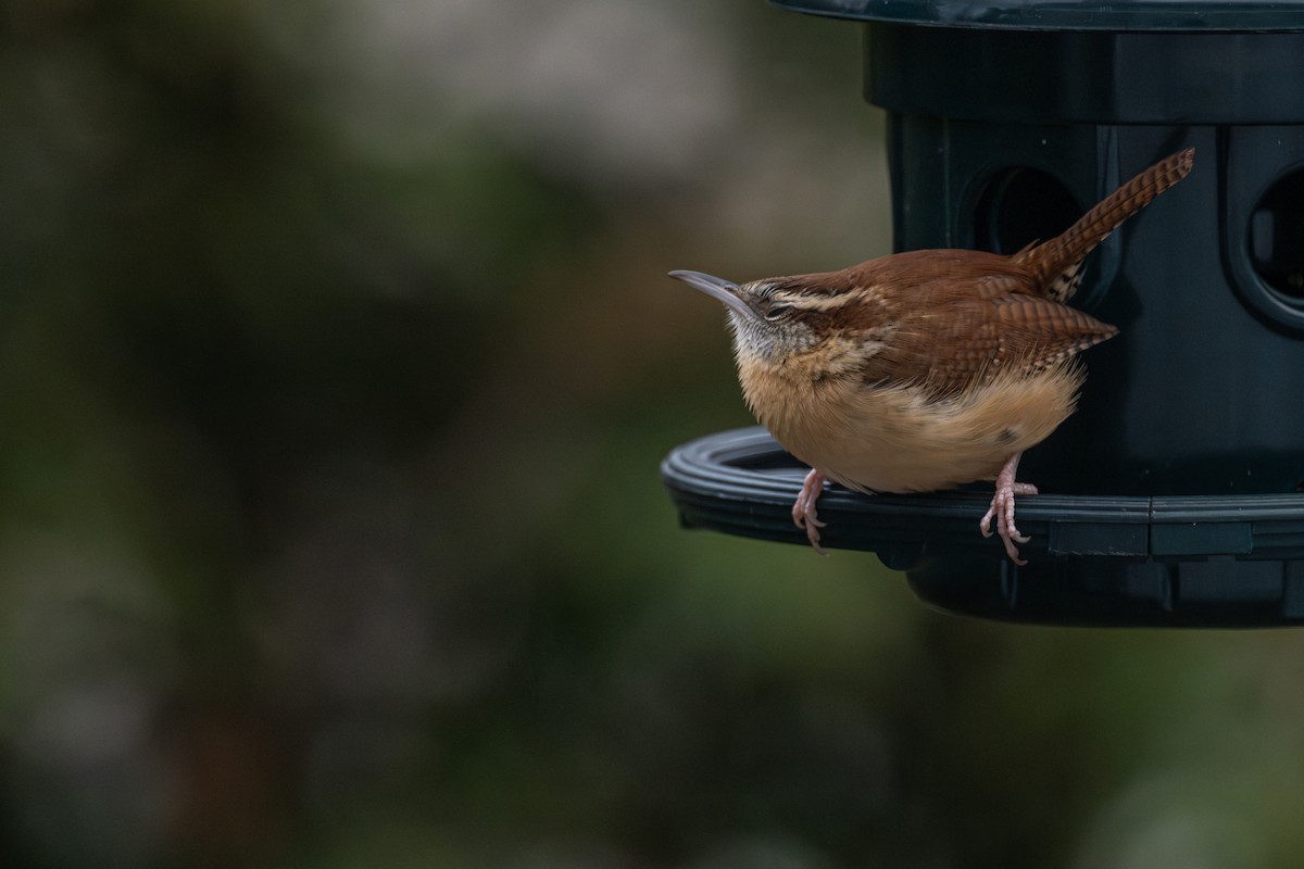 karolinasmett - ML645959717