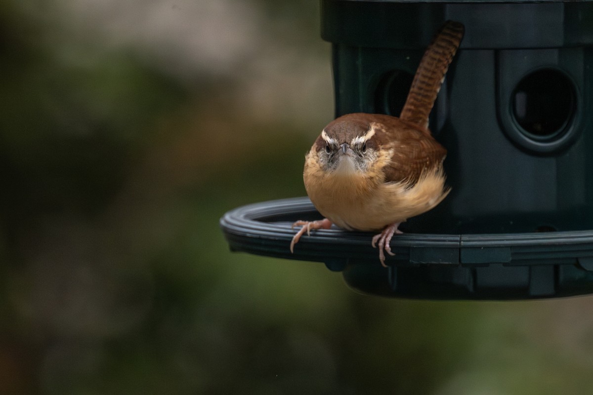 karolinasmett - ML645959718