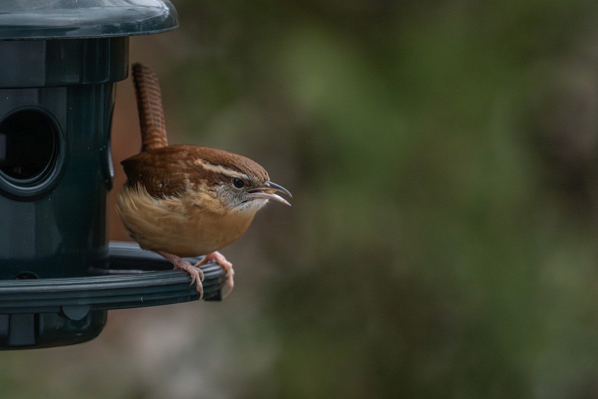 karolinasmett - ML645959719