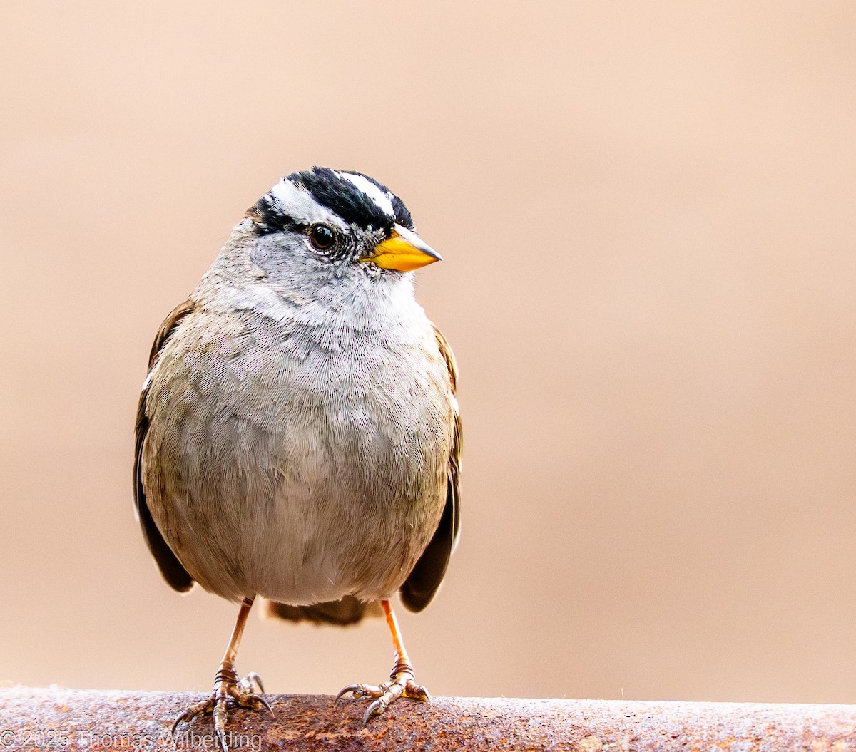 hvitkronespurv - ML645959720