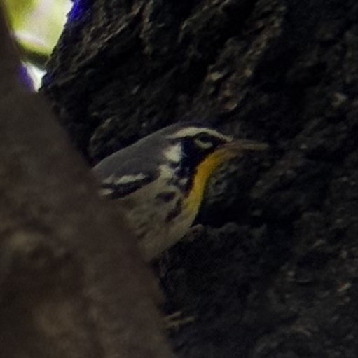 Yellow-throated Warbler - ML645959723
