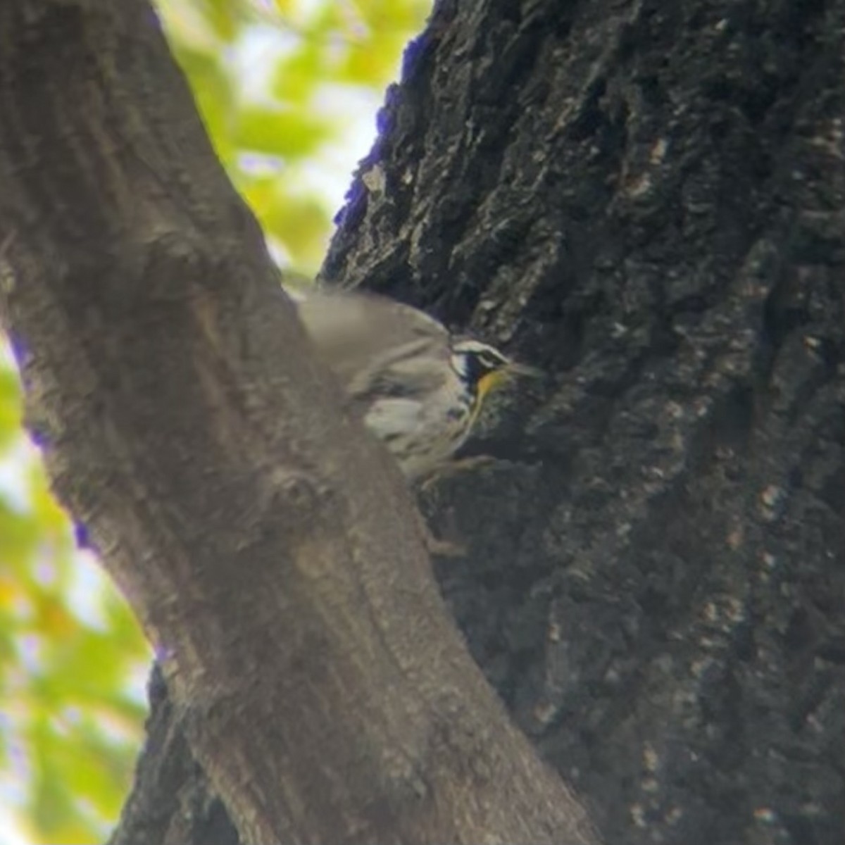 Yellow-throated Warbler - ML645959724