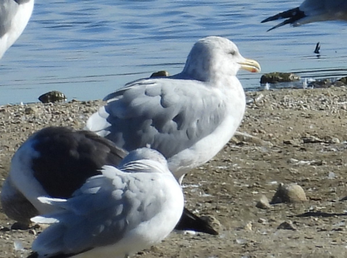 amerikagråmåke - ML645959726