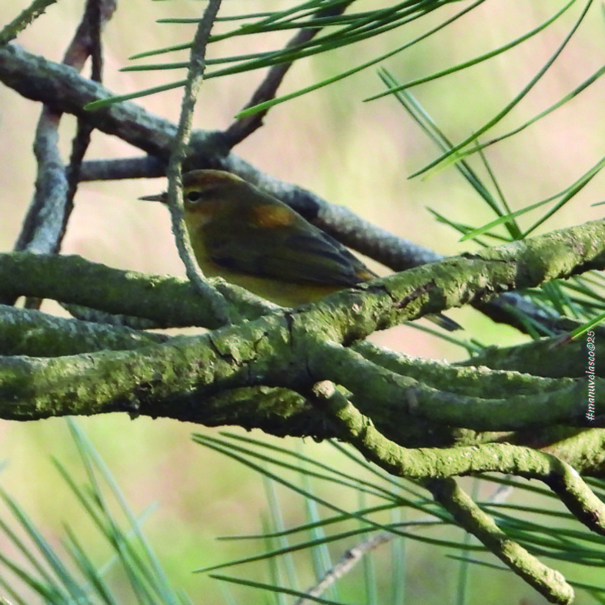 gransanger - ML645959727