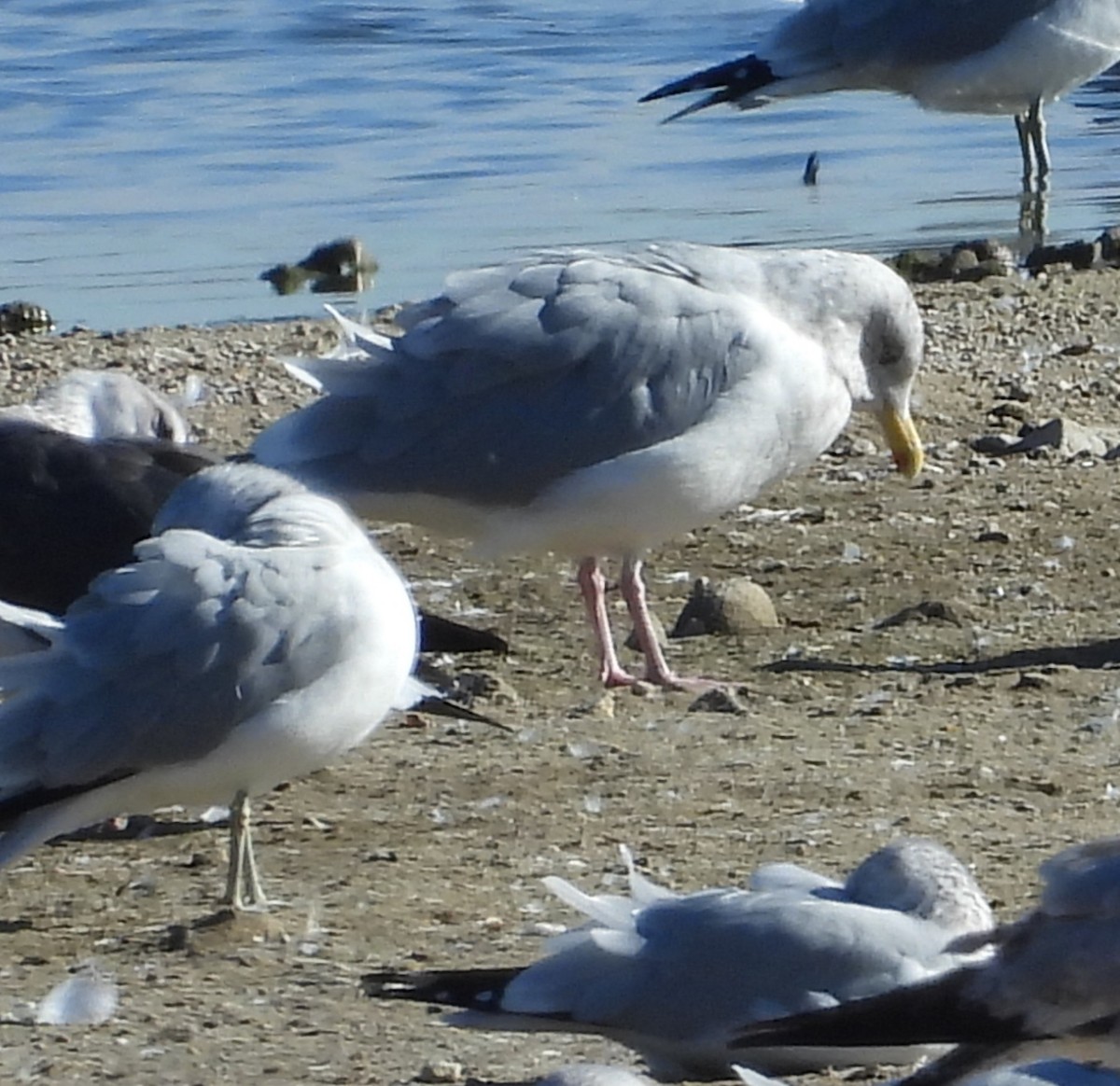 amerikagråmåke - ML645959728