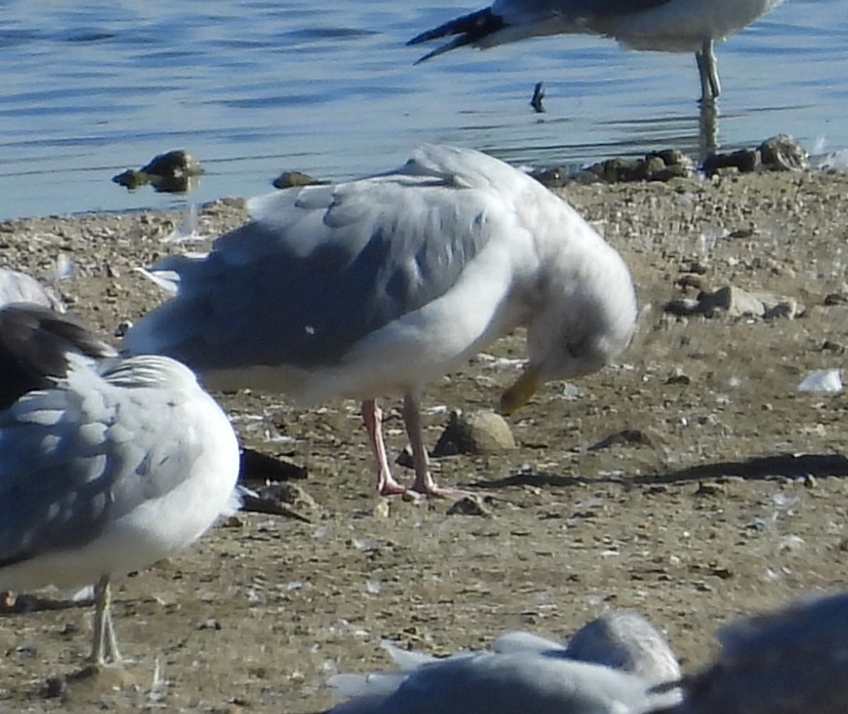Gaviota/Gavión sp. - ML645959730