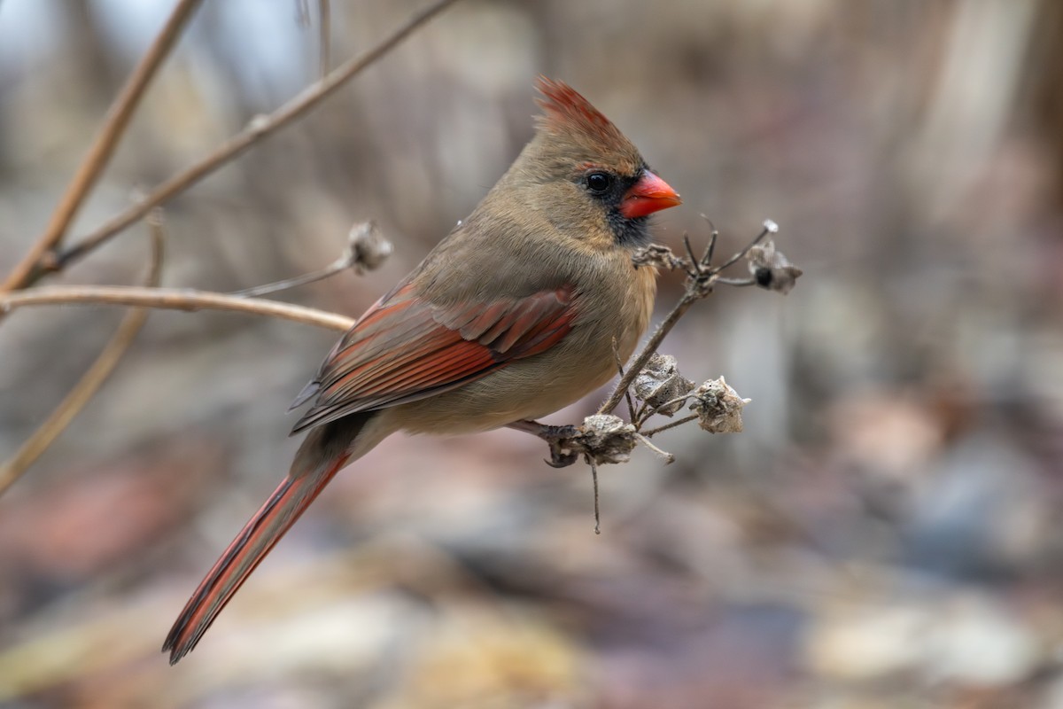 Northern Cardinal - ML645959733
