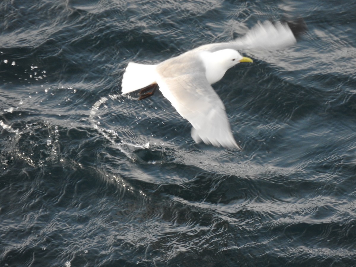 Black-legged Kittiwake - ML645959736