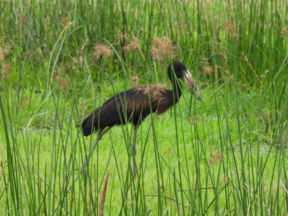 African Openbill - ML645959738