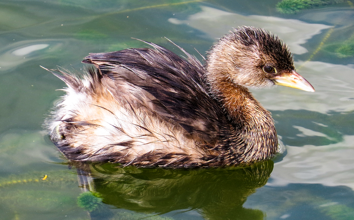 Pied-billed Grebe - ML645959739