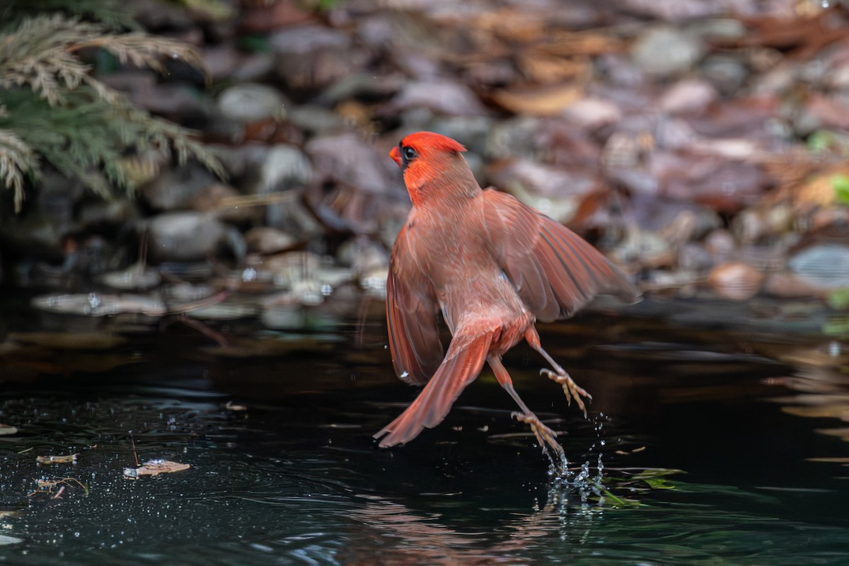 Northern Cardinal - ML645959743