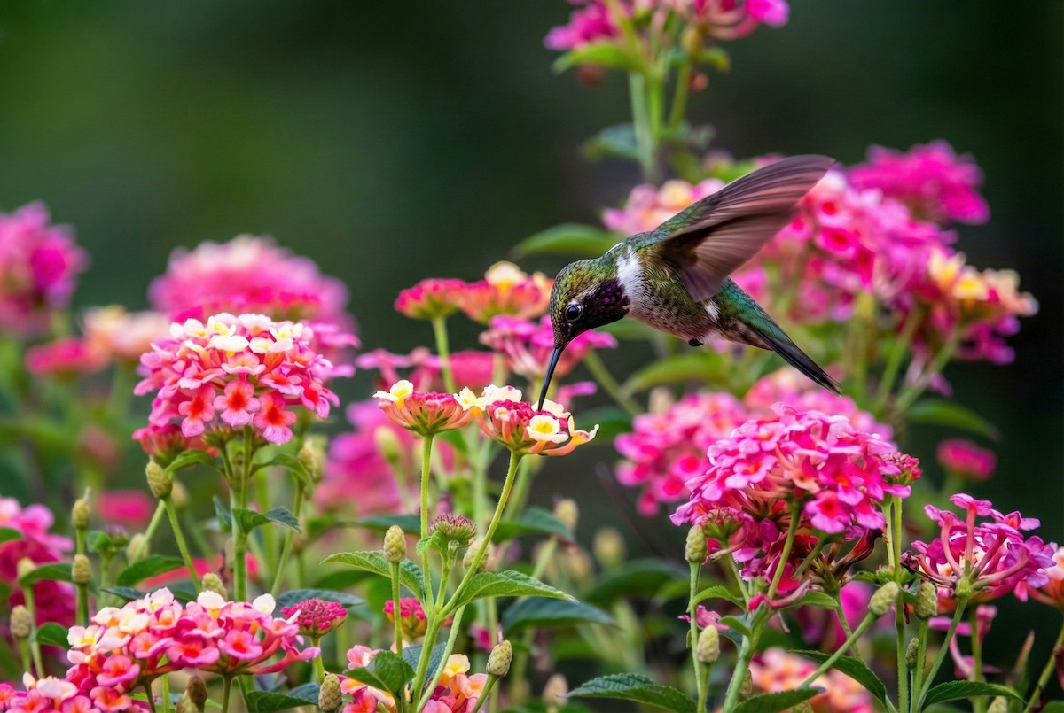 Volcano Hummingbird - ML645959750