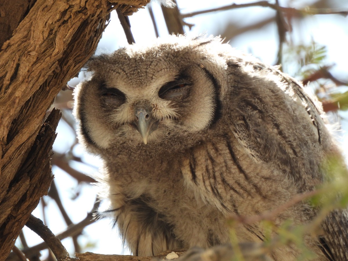 Southern White-faced Owl - ML645959751