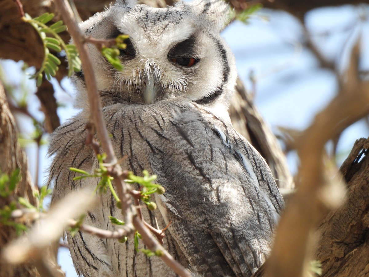Southern White-faced Owl - ML645959752