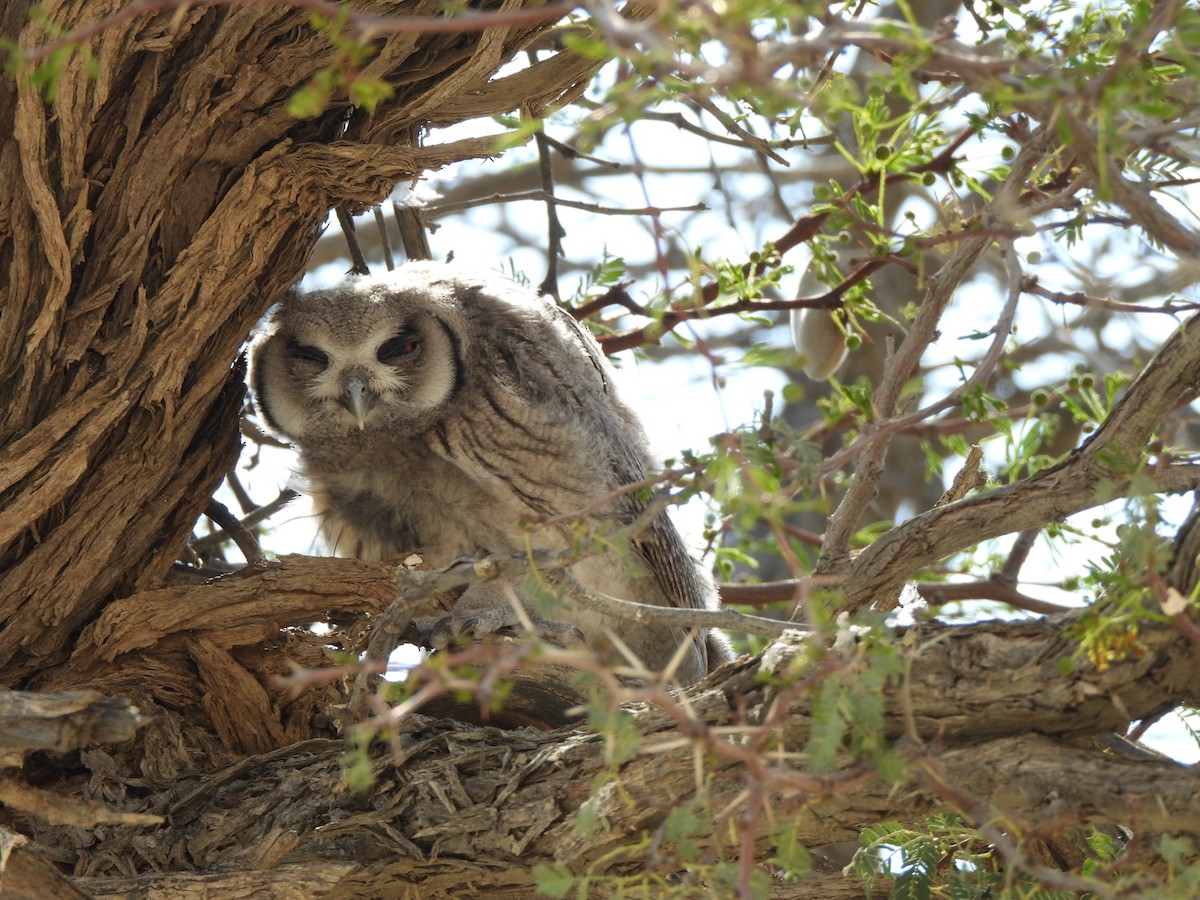 Southern White-faced Owl - ML645959753