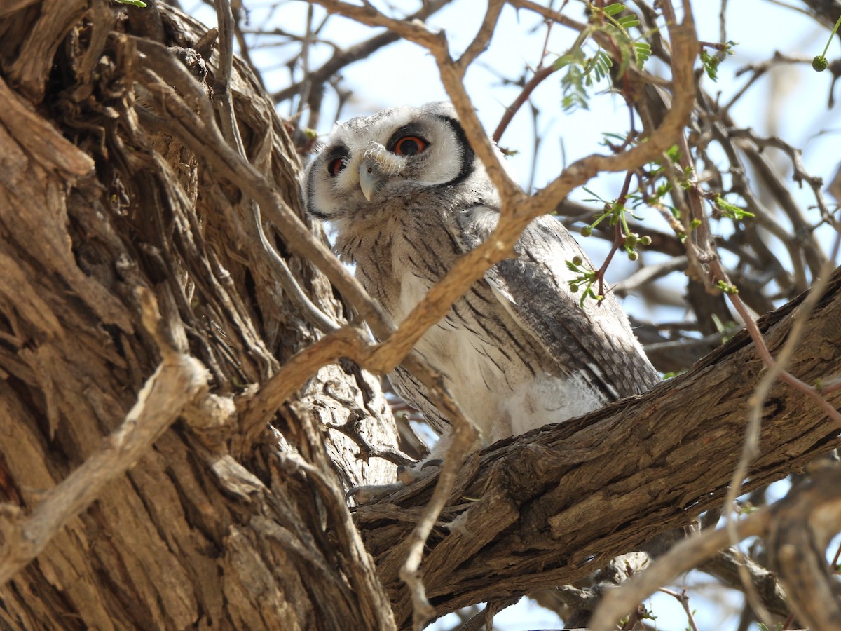 Southern White-faced Owl - ML645959754