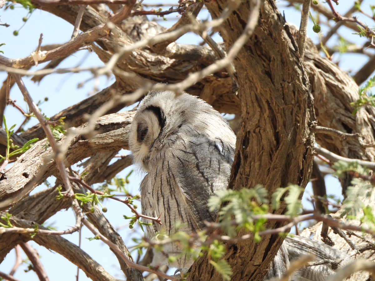 Southern White-faced Owl - ML645959755
