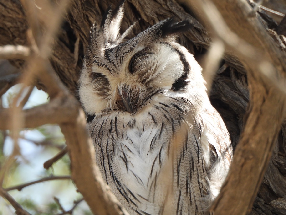 Southern White-faced Owl - ML645959756