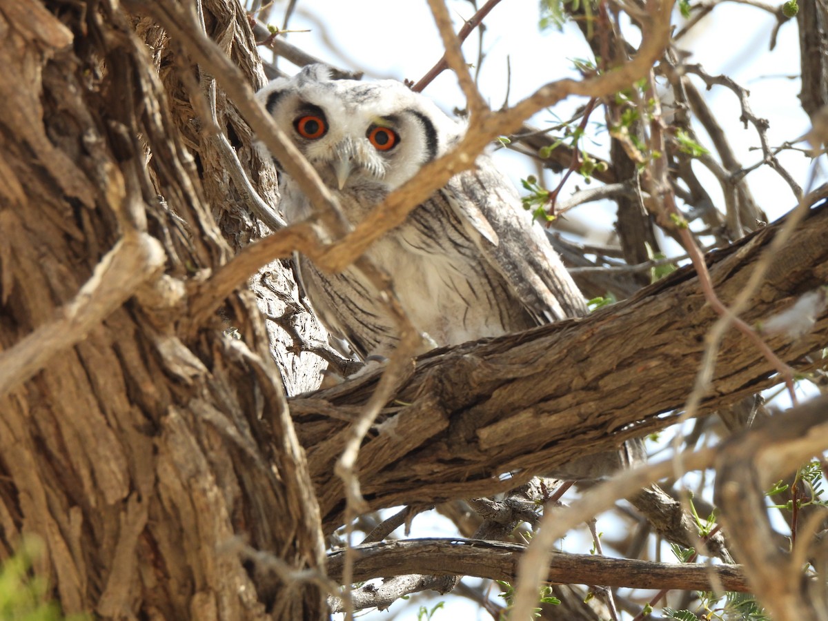 Southern White-faced Owl - ML645959757