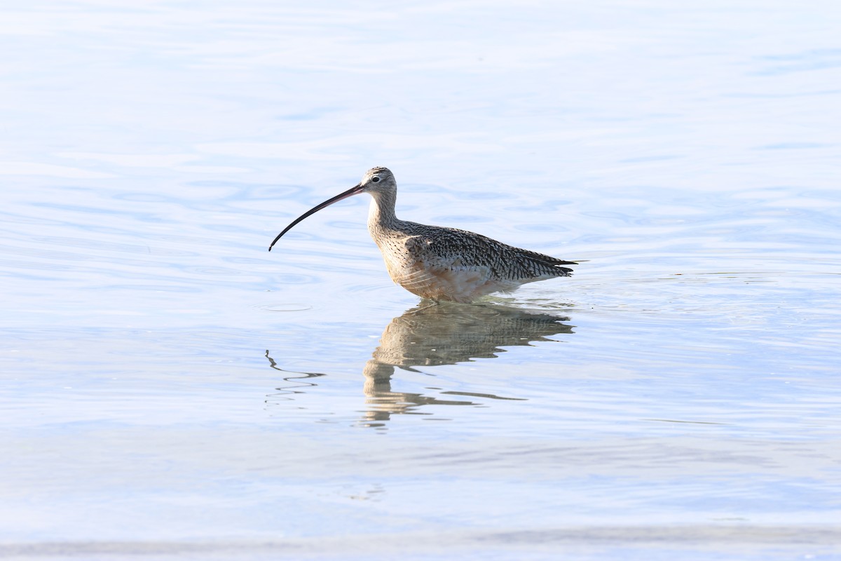 Long-billed Curlew - ML645959759