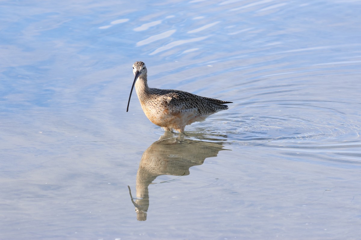 Long-billed Curlew - ML645959760
