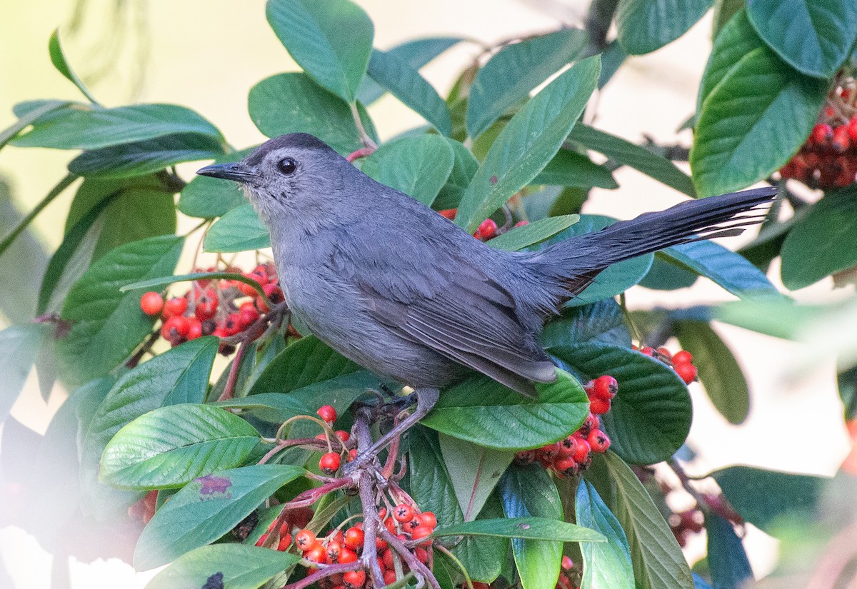 Gray Catbird - ML645959762