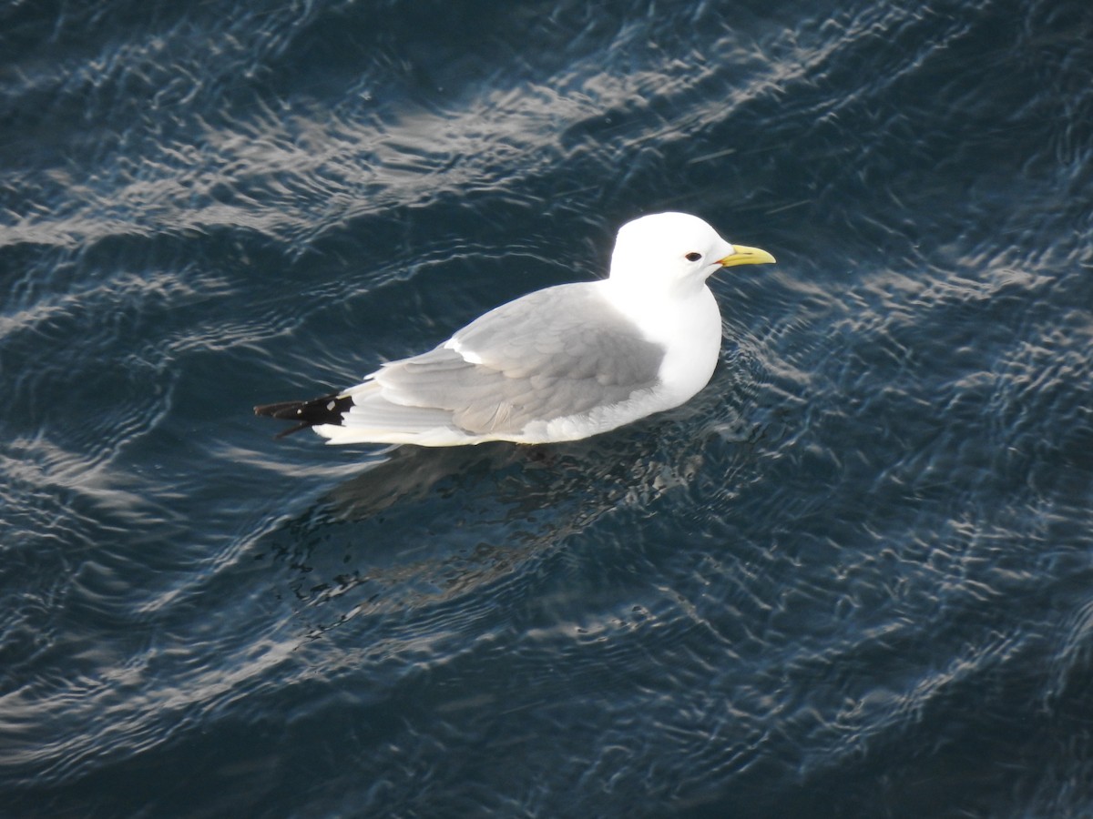 Black-legged Kittiwake - ML645959764