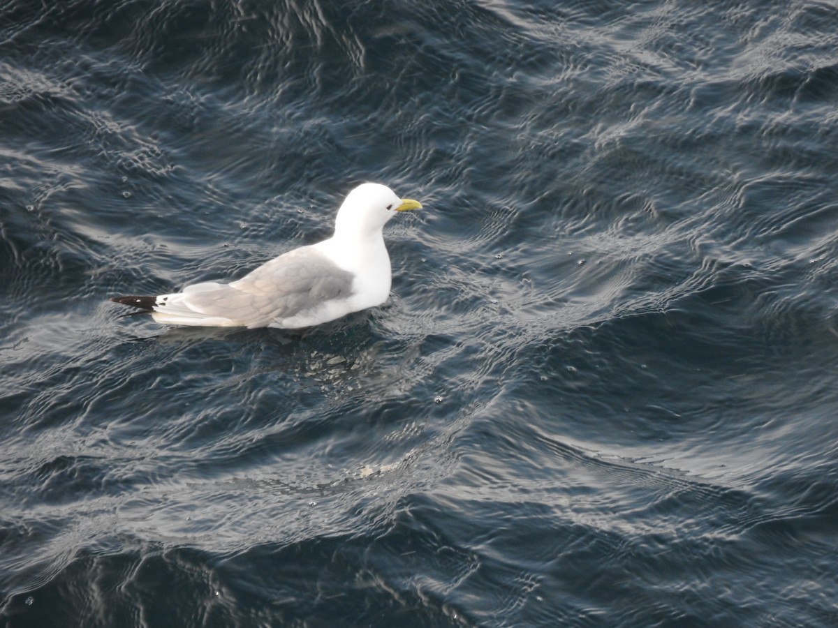 Black-legged Kittiwake - ML645959765